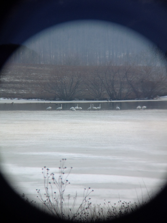 Geese through a Lens